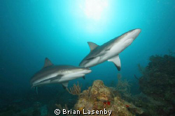 Reef sharks - 3 miles offshore of Roatan by Brian Lasenby 